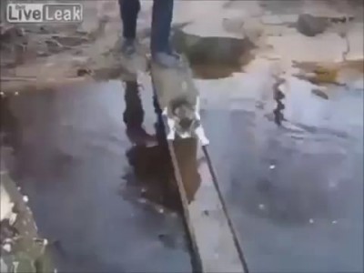 Русские коты