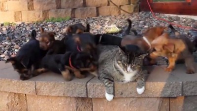 Самый невозмутимый кот в мире