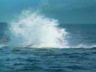 Касатка играет