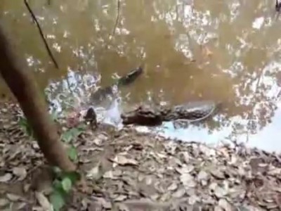 Что будет, если аллигатор укусит электрического угря