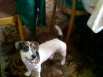 Собака бегает за лазером