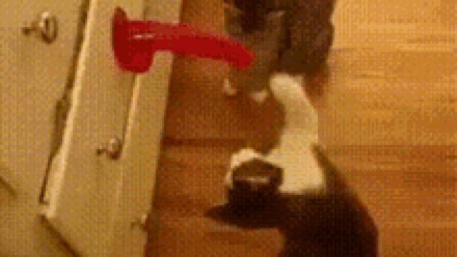 Коты шалуны