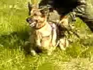 Секретное оружие армии