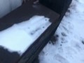 Собака улыбака