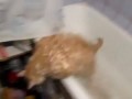 Fat Cat Trying To Escape From Bath (Толстый кот в ванной)