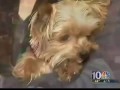 Tiny Yorkie Is World's Smallest Working Dog.rv