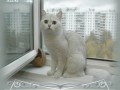 -ДЕНЬ-ИЗ-ЖИЗНИ-КОТА_01