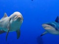Почему акулы убегают от дельфинов