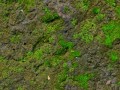green-moss-texture-in-nature-green-moss-on-stone-background_62846-26