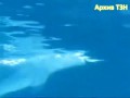 Дельфины пускают воздушные кольца