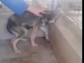 Собаку в приюте первый раз погладили