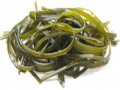 laminaria