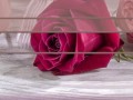 -Розы_03