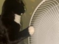 Кот и вентилятор