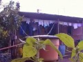 Кота обманули