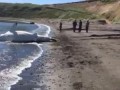 Акула во Владивостоке