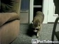 Кот и енот