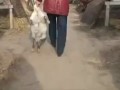 Китайские шкурки и мясо
