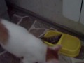 Котенку дали рыбу