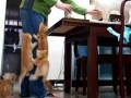 Котолазы