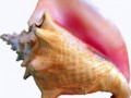 Conch_shell_2111