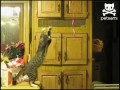 Воздушные шары котэ