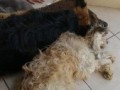 Dog Cries Over His Friend