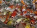Геноцид японских карпов