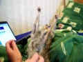 Slow loris loves getting tickled