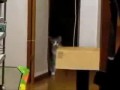 Фильм ужасов про кошек 2