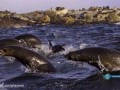 Slow Motion Shark Attack High Definition