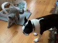 Модная кормушка