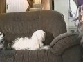 CuteWinFail: Static Dog