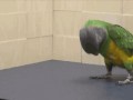 попугай-перекатывайся-2693497