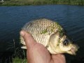Карась 220712