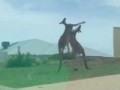 Кенгурушки ругаются