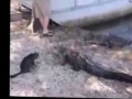 Лучшая защита-нападение. Кот против Крокодила. (Cat against Crocodile.)