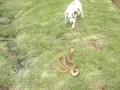 Бесстрашный пес Jack Russell vs Cape Cobra