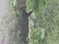 посрать спокойно не дадут