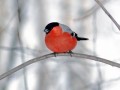 timer small bullfinch00012