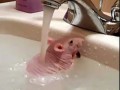Купание голышом