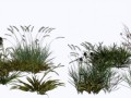 GRASS_11