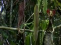 Planet Earth - Nepenthes