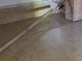 Бразильский странствующий паук (Wandering spider)