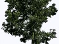png-clipart-of-green-leaf-tree-populus-nigra-tree-landscape-architecture-landscaping-best-free-tree-