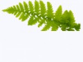 _imeni_yapfiles.ru (11)