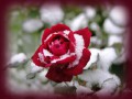 fon_2_1_arnusha