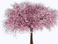 1614550240_36-p-sakura-na-belom-fone-45