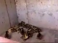 Mama Duck Cries For Help, Cops Rescue Her Babies