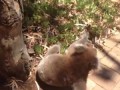 Koala Gets Kicked Out Of Tree and Cries!